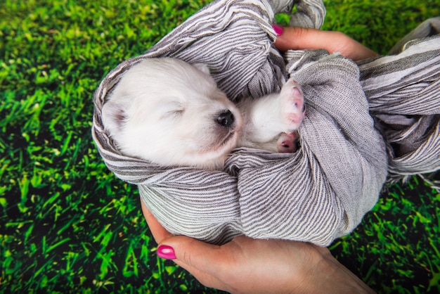 Filhote de cachorro pequeno e fofo de samoiedo branco com um lenço nas mãos