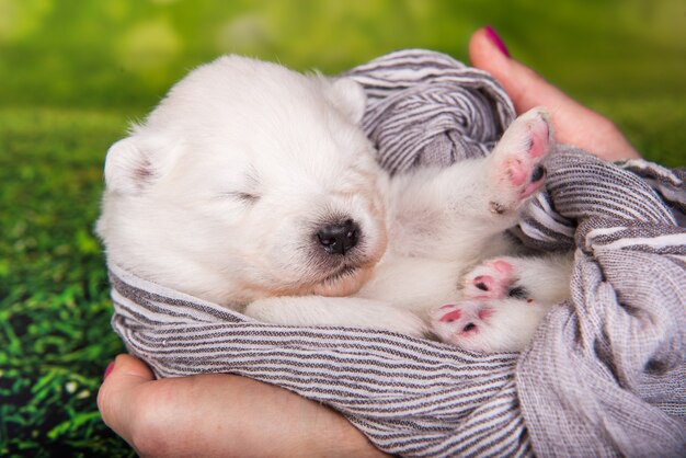 Filhote de cachorro pequeno e fofo de samoiedo branco com um lenço nas mãos