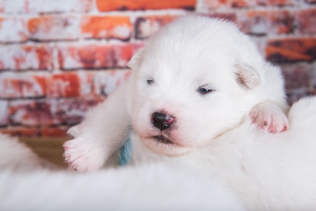 Foto filhote de cachorro pequeno e fofo samoiedo com duas semanas de idade