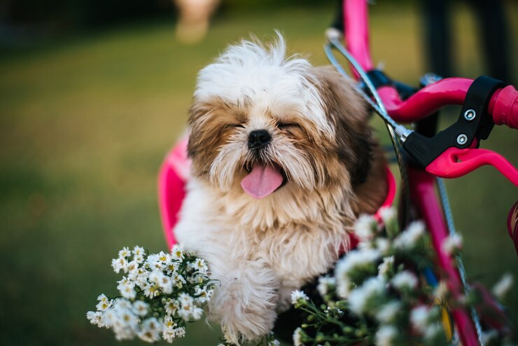 Foto filhote de cachorro pequeno em bicicleta