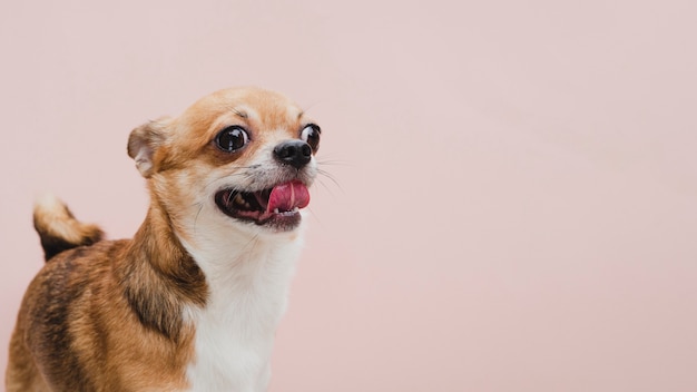 Filhote de cachorro pequeno feliz com fundo de espaço de cópia