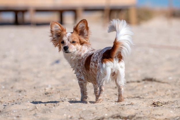 Filhote de cachorro pequeno na praia