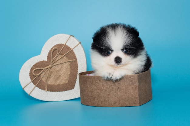 Filhote de cachorro pequeno pomeranian em uma caixa de presente em forma de coração