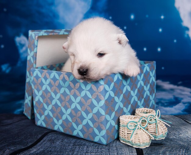 Filhote de cachorro pequeno samoiedo branco fofinho em uma caixa de presente
