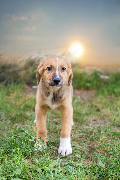 Filhote de cachorro pequeno sem-teto na grama