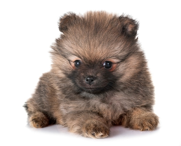 filhote de cachorro pomeranian em estúdio