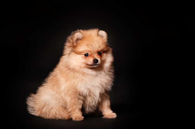 Filhote de cachorro Pomeranian Spitz em um fundo preto