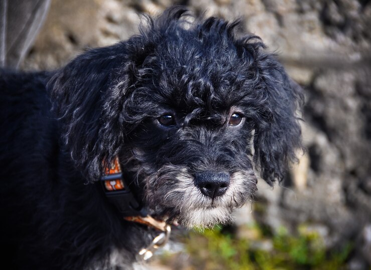 Foto filhote de cachorro poodle preto com cabelo encaracolado no fundo da parede desfocada