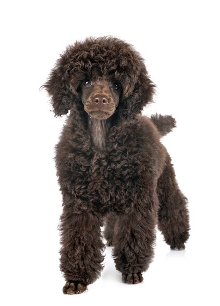 Foto filhote de cachorro poodle toy