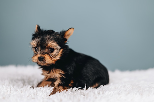 Filhote de cachorro preto e marrom Yorkshire Terrier desvia o olhar com olhos assustados