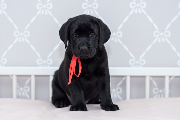 Filhote de cachorro preto Labrador brincando na cama.