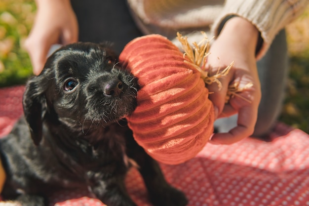 Filhote de cachorro preto pequeno no gramado verde com folhas de outono