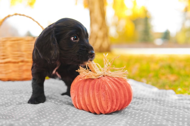 Filhote de cachorro preto pequeno no gramado verde com folhas de outono