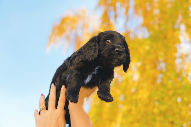 Filhote de cachorro preto pequeno no gramado verde com folhas de outono