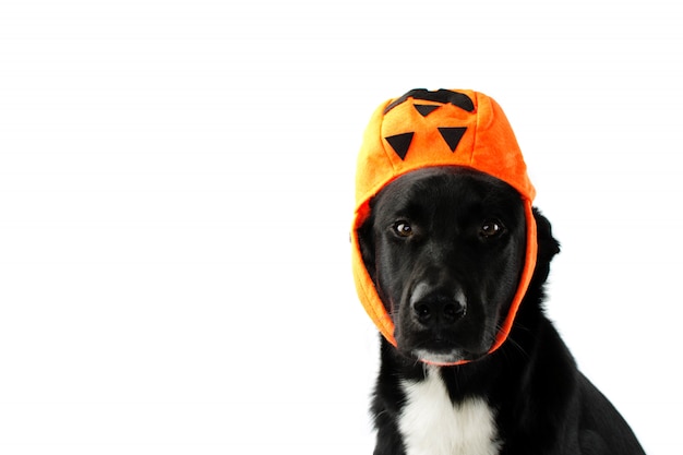 Filhote de cachorro preto que vestir como o chapéu bolsa de doces bomba. tratamento engraçado ou tratamento.