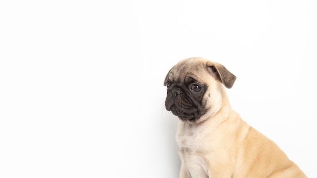 Filhote de cachorro pug isolado no fundo branco, conceito de animais de estimação engraçados com espaço de cópia