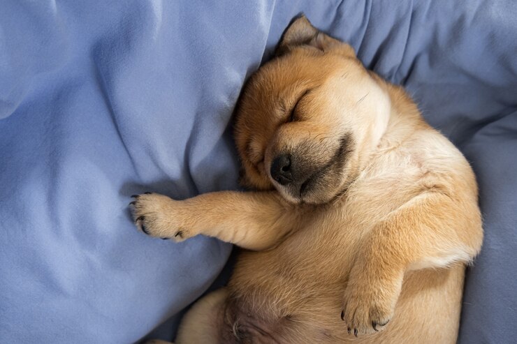 Filhote de cachorro recém-nascido sonhando em um cobertor