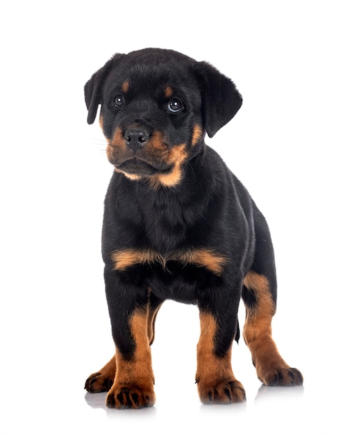 Filhote de cachorro rottweiler em frente a parede branca