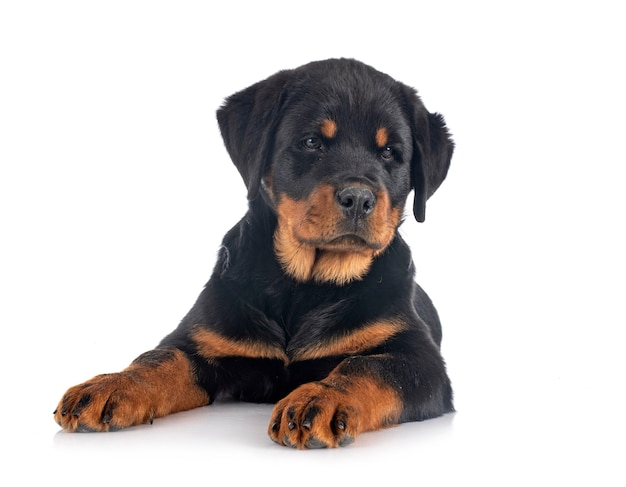 Filhote de cachorro rottweiler isolado