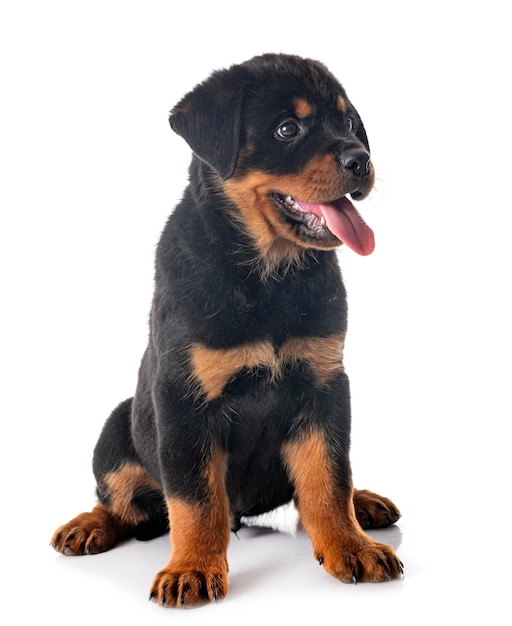 Filhote de cachorro rottweiler na frente de fundo branco