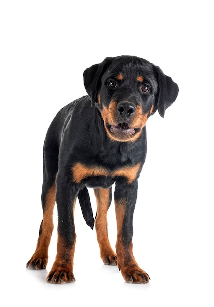 Filhote de cachorro rottweiler na frente de fundo branco