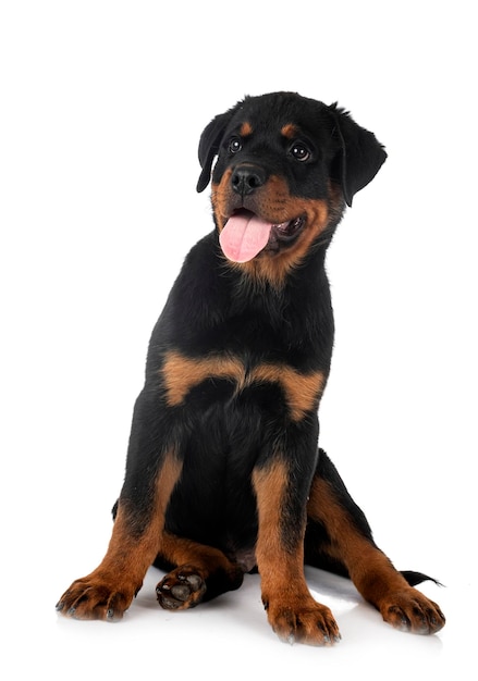 Filhote de cachorro rottweiler na frente de fundo branco