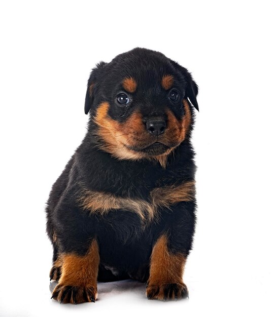 Filhote de cachorro rottweiler na frente de fundo branco