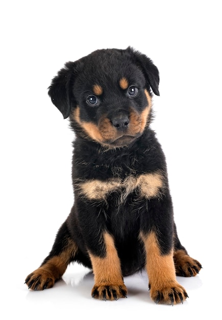 Filhote de cachorro rottweiler na frente de fundo branco