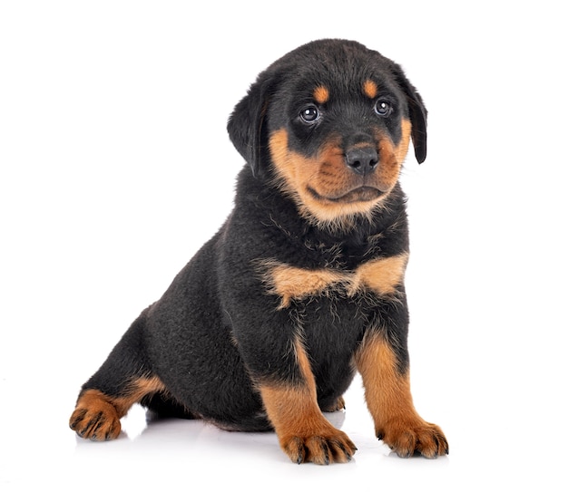 Filhote de cachorro rottweiler na frente do fundo branco