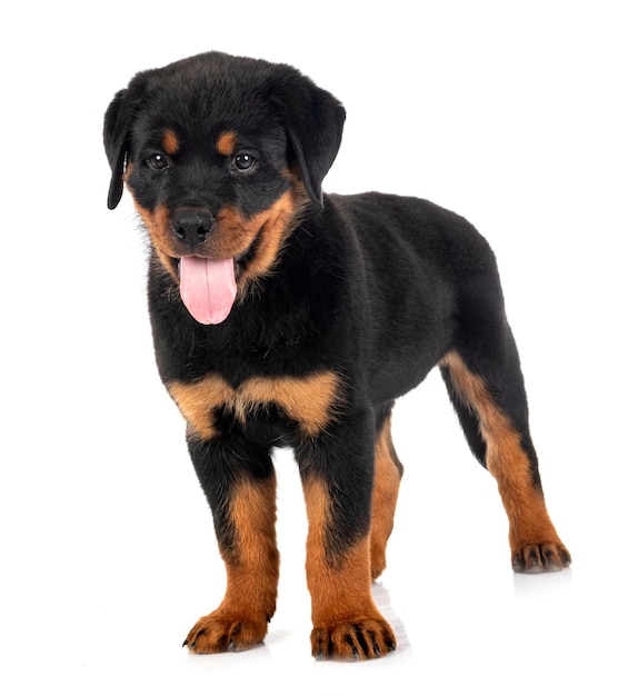 Filhote de cachorro rottweiler na frente do fundo branco