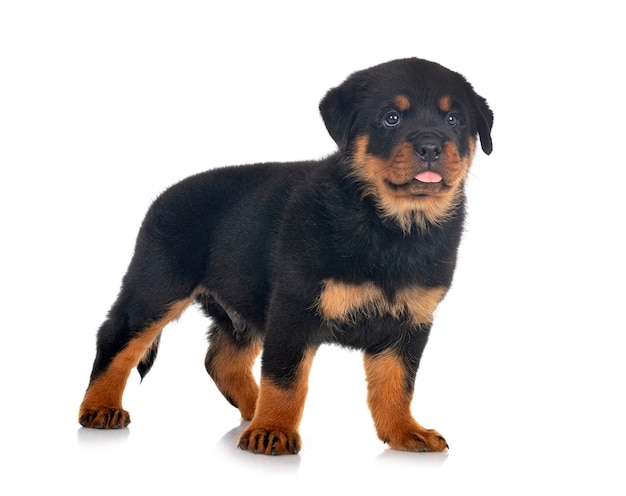 Filhote de cachorro rottweiler na frente do fundo branco