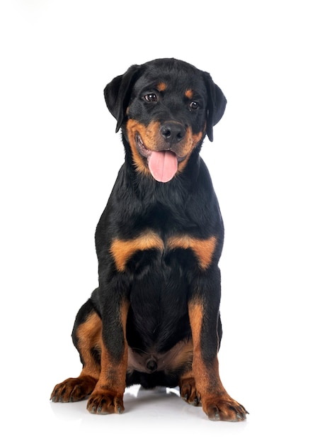 Filhote de cachorro rottweiler na frente do fundo branco