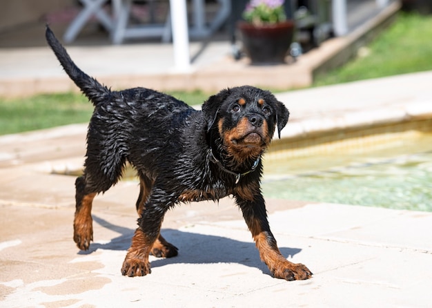 Filhote de cachorro rottweiler perto da piscina no verão
