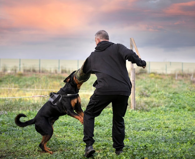 Filhote de cachorro rottweiler treinando na natureza