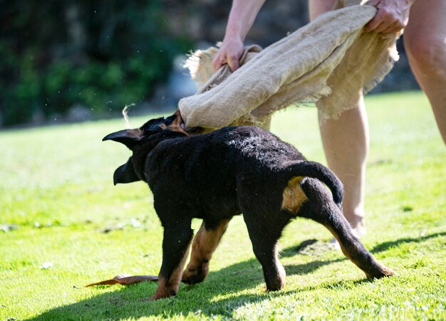 Filhote de cachorro rottweiler treinando para proteção ao ar livre