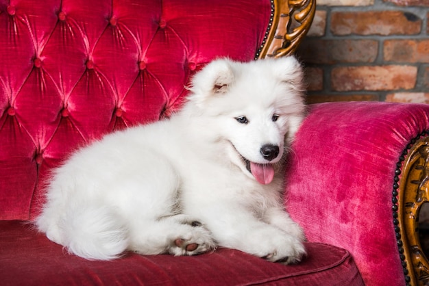 Filhote de cachorro samoiedo fofo branco e fofo no sofá de luxo vermelho