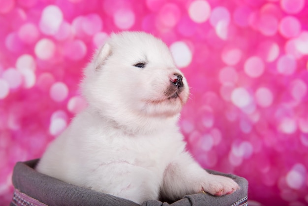 Filhote de cachorro Samoyed pequeno e fofo branco em uma cesta