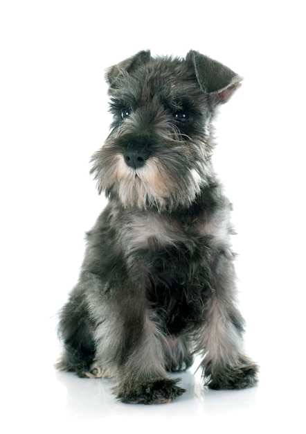 filhote de cachorro Schnauzer Miniatura