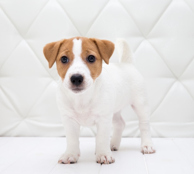 Filhote de cachorro sentado no chão. Jack Russell terrier. Cachorrinho adorável pequeno com manchas engraçadas de peles.