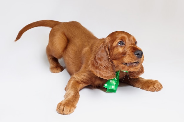 Filhote de cachorro setter irlandês encantador de cor marrom em um fundo branco.