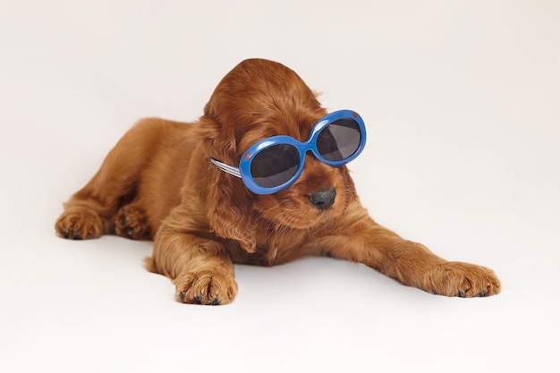 Filhote de cachorro setter irlandês encantador de cor marrom em um fundo branco.