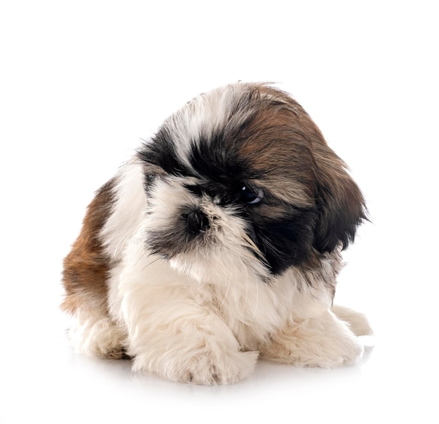 Filhote de cachorro shih tzu em estúdio