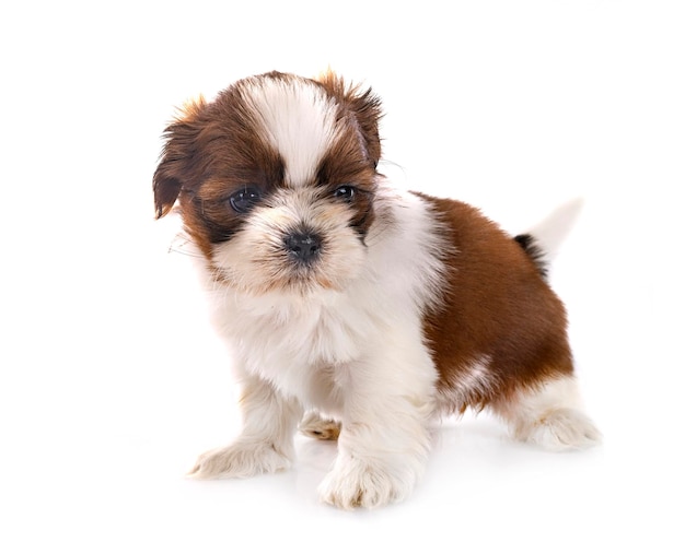 filhote de cachorro shih tzu em estúdio