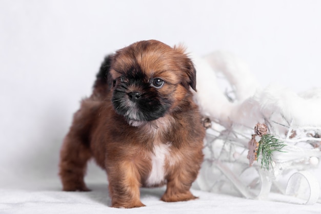 Filhote de cachorro Shih Tzu em um branco com um trenó de Natal.