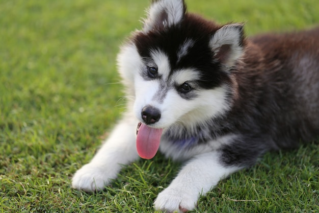 Filhote de cachorro siberiano no gramado verde.