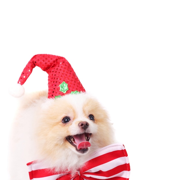 Filhote de cachorro spitz fofo e sorridente em uma ideia de boné do Papai Noel para o espaço de cópia de cartão de Natal