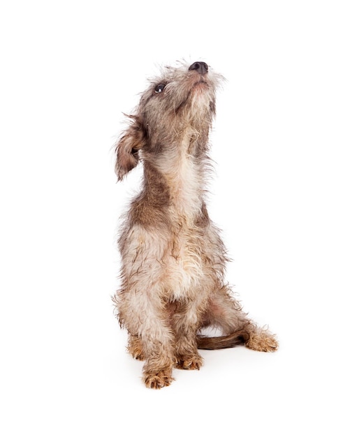 Filhote de cachorro sujo e peludo levantando o nariz
