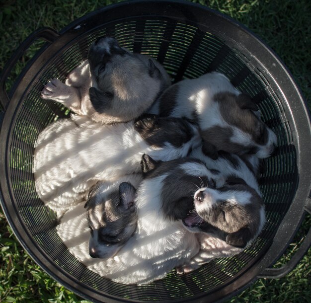 Filhote de cachorro tailandês dormindo na cesta