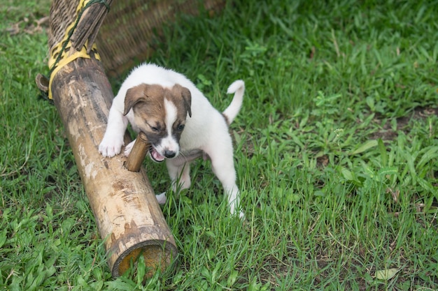 Filhote de cachorro tailandês fica na grama