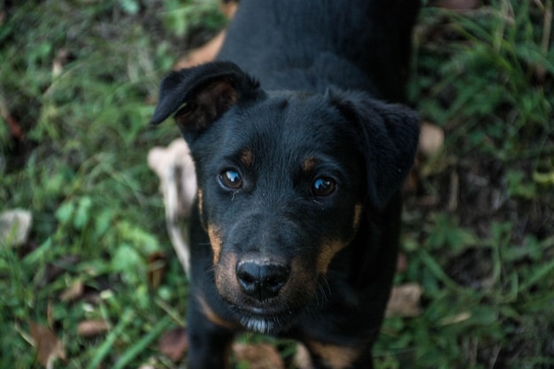 Filhote de cachorro Terrier. Cor marrom-preta, deitado na grama.